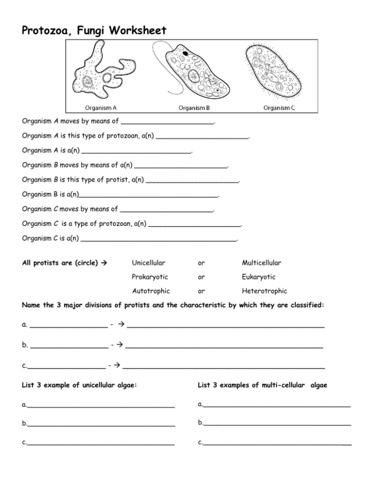 Six Kingdom Coloring Worksheet Answer Key Protist Lab Worksheet Printable Worksheets And