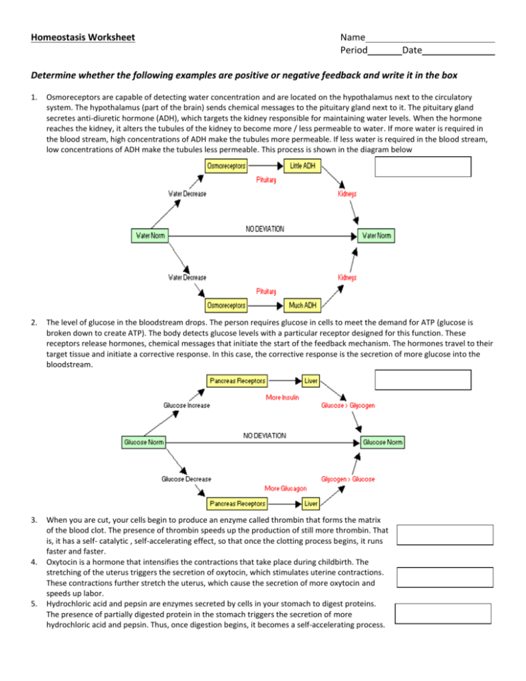 Skeletal Homeostasis: Mastering Calcium Balance Worksheet