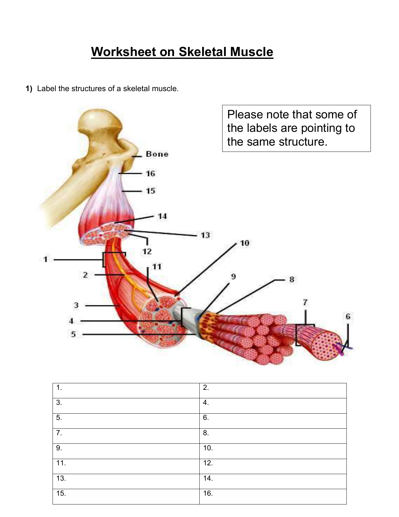 Skeletal Muscle Worksheet