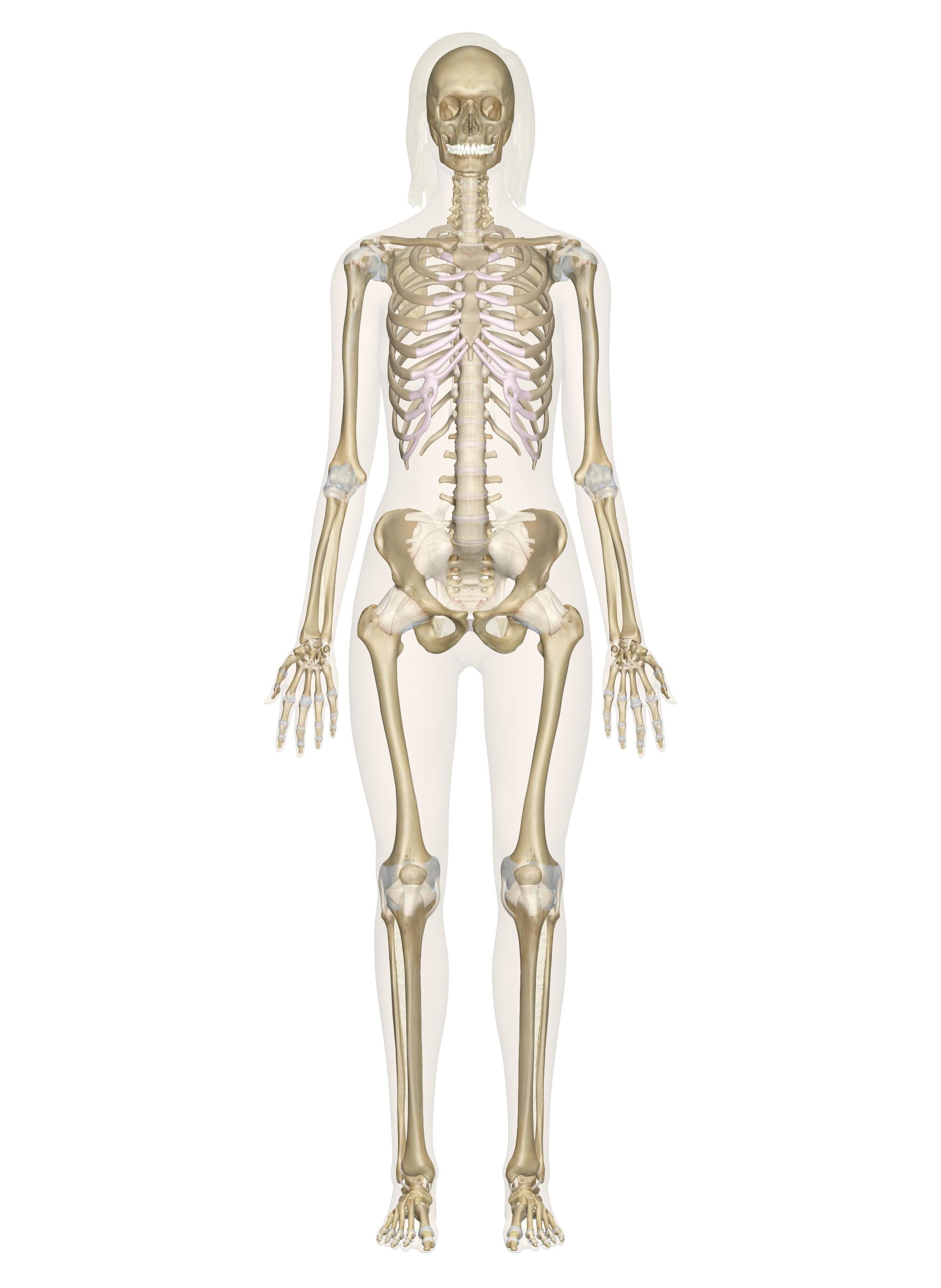 Skeletal System Body System