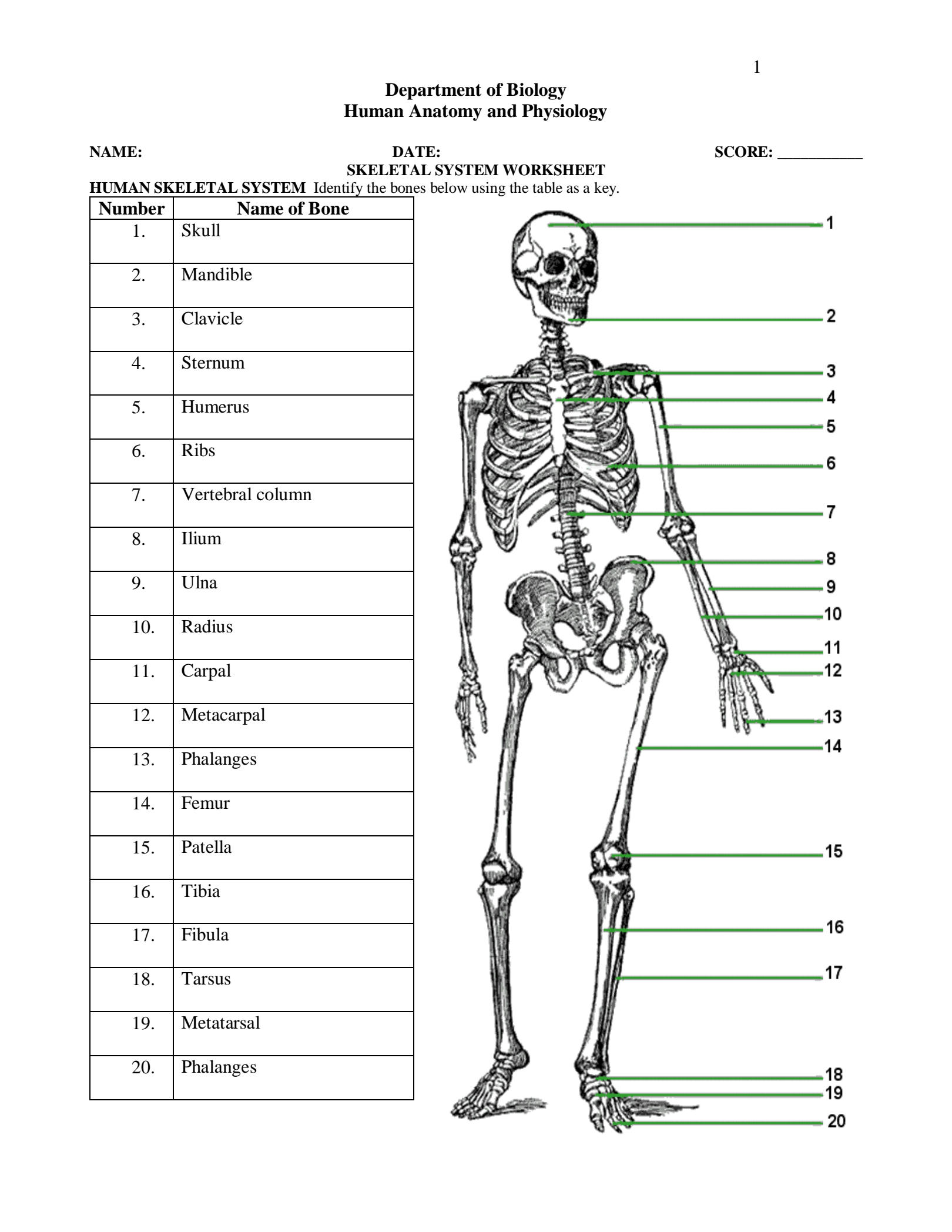 Skeletal System Worksheet Answers: Unlock Bone Knowledge