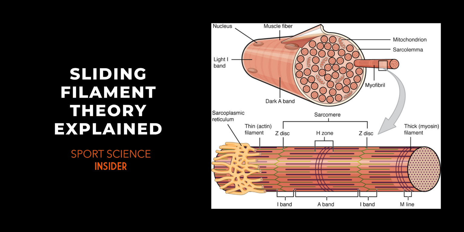 Sliding Filament Theory Steps Diagram Quizlet