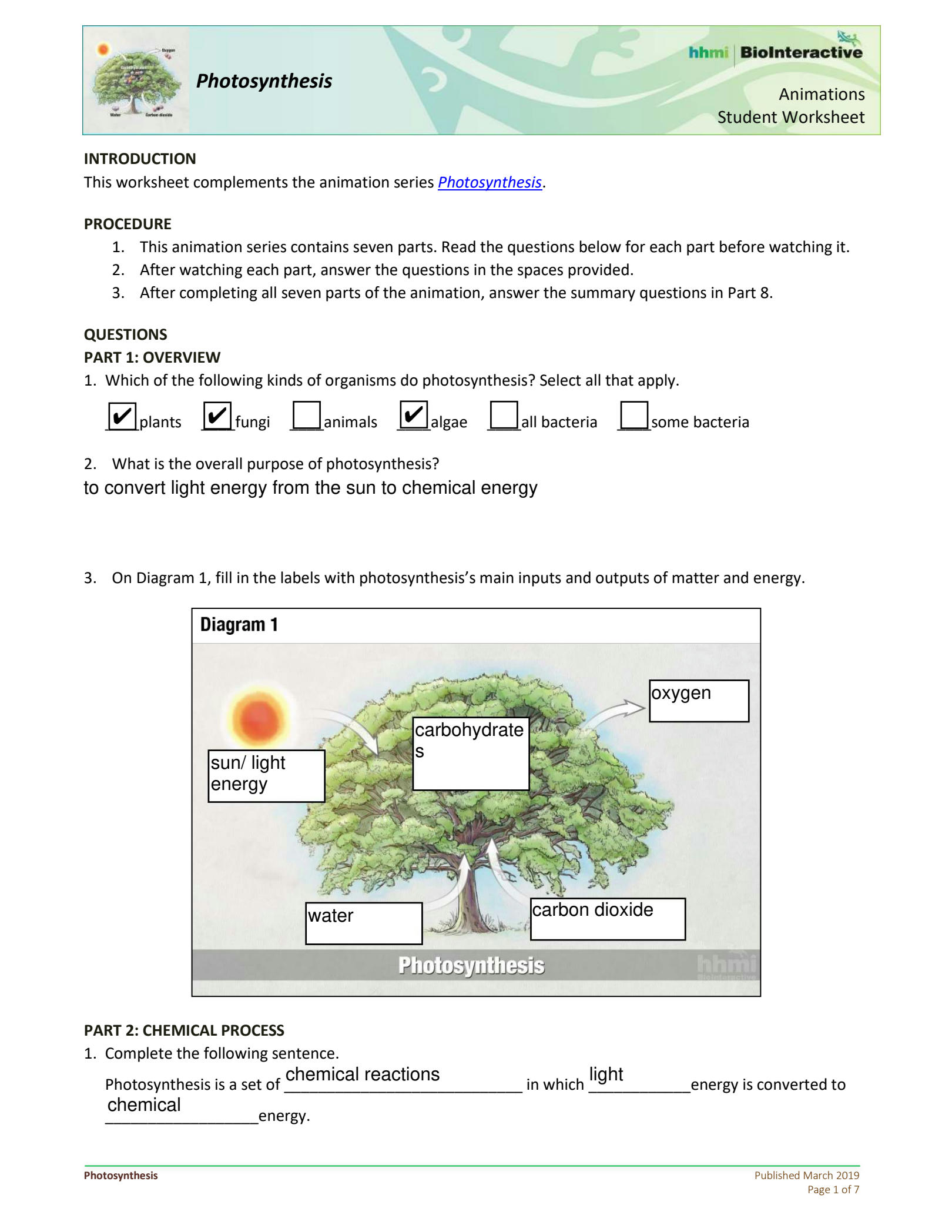 Solution Kami Export Photosynthesis Student Ws Animation Studypool