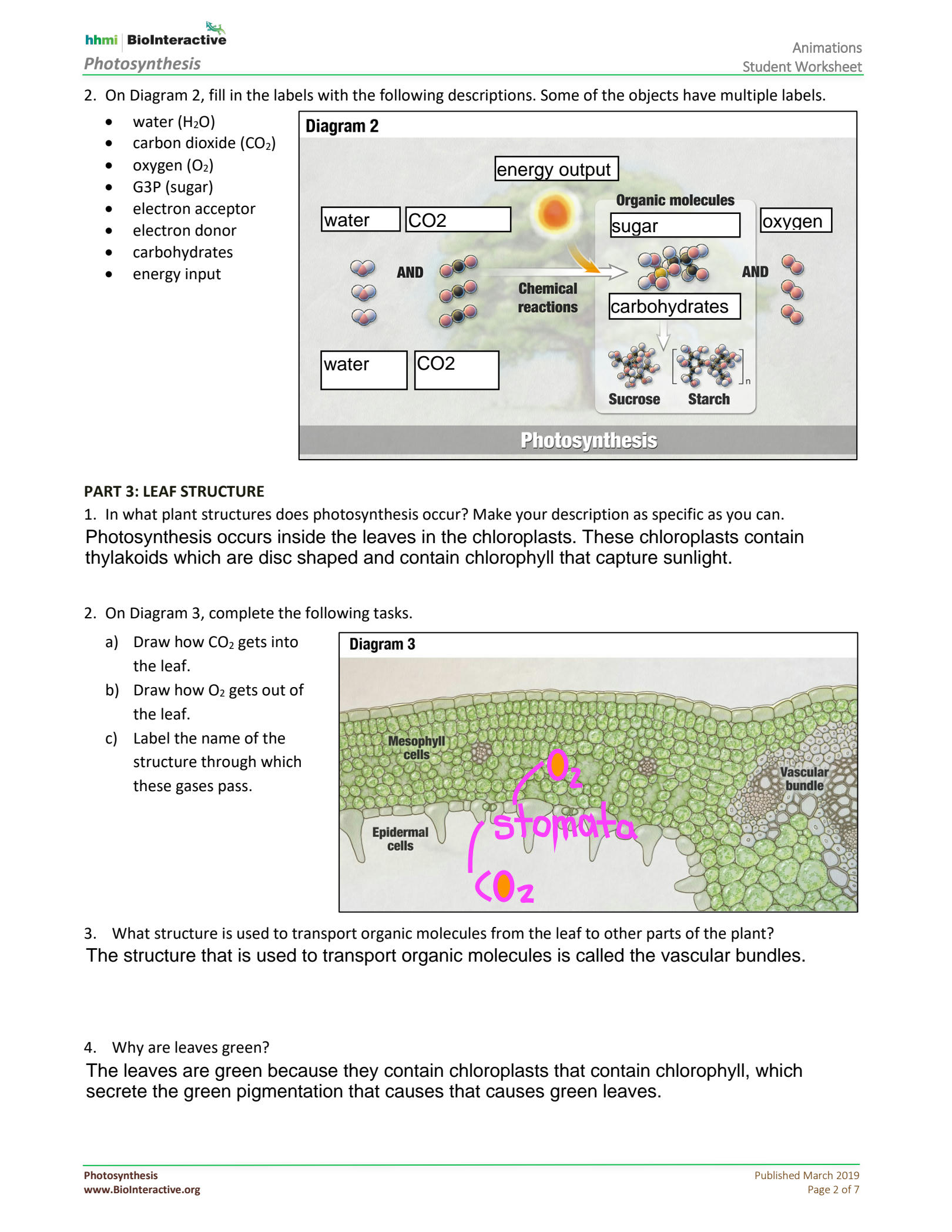 Solution Photosynthesis Studentws Animation Studypool