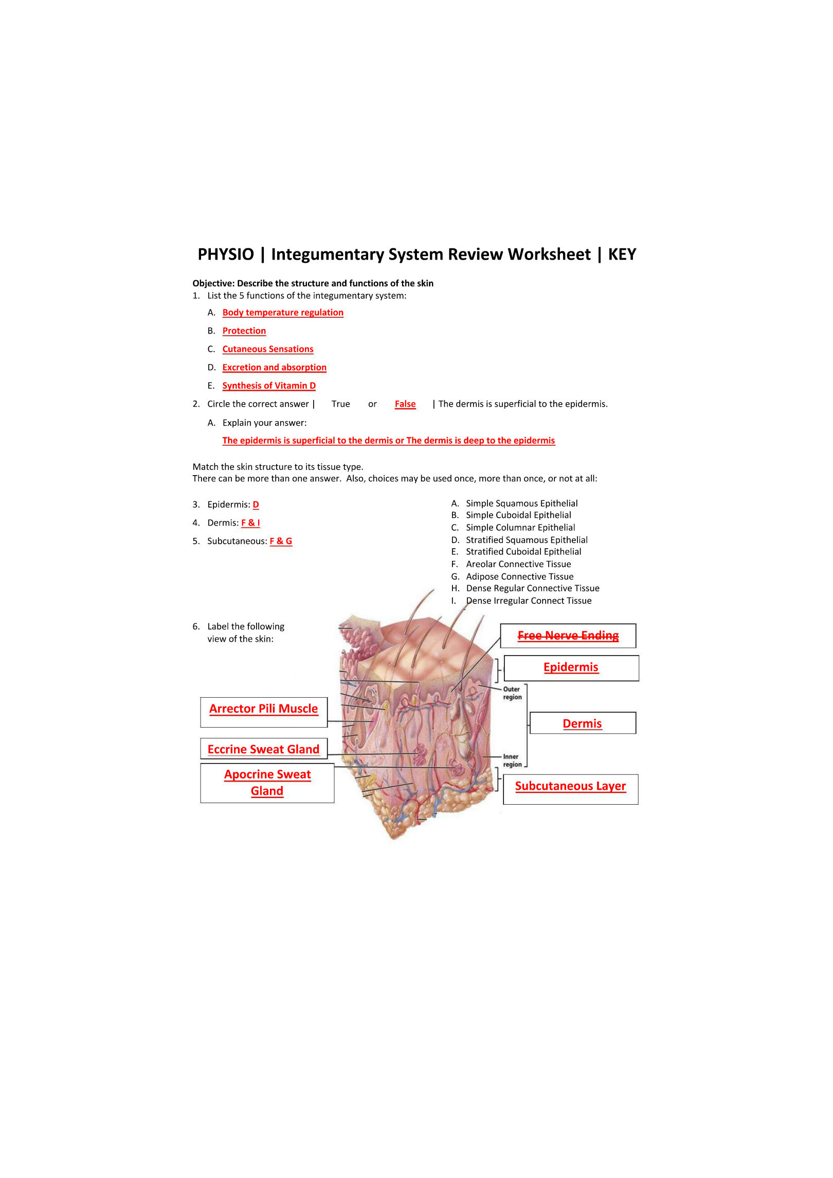 Solution Physio Integumentary System Review Worksheet Key Studypool