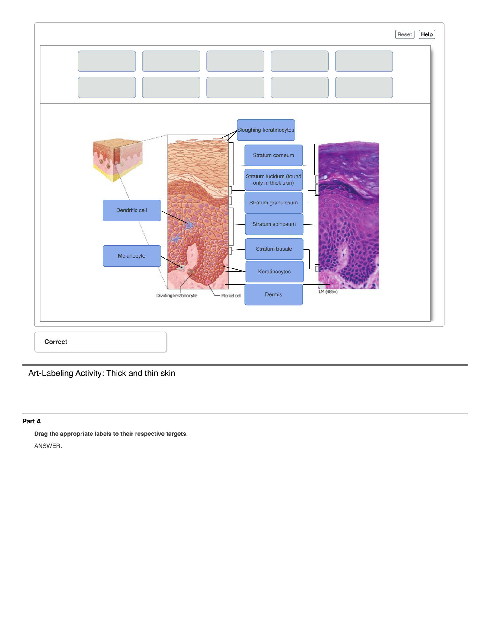 Solution Unit 1 Lab Integumentary System Studypool