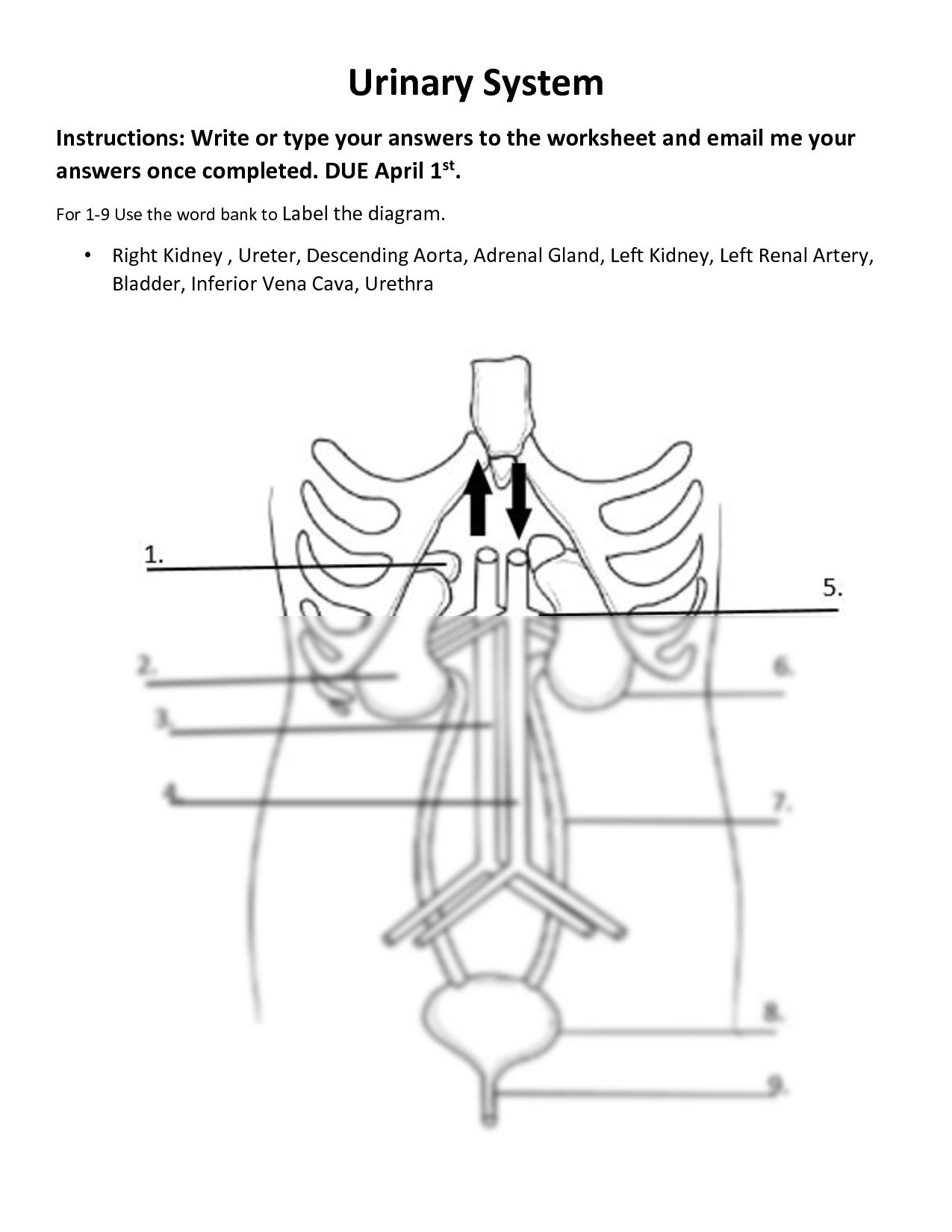 Solution Urinary System Questions Worksheet Studypool