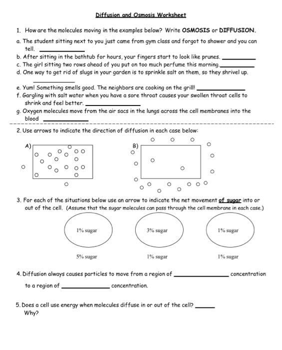 Solved Diffusion And Osmosis Worksheet 1 How Are The Chegg Com