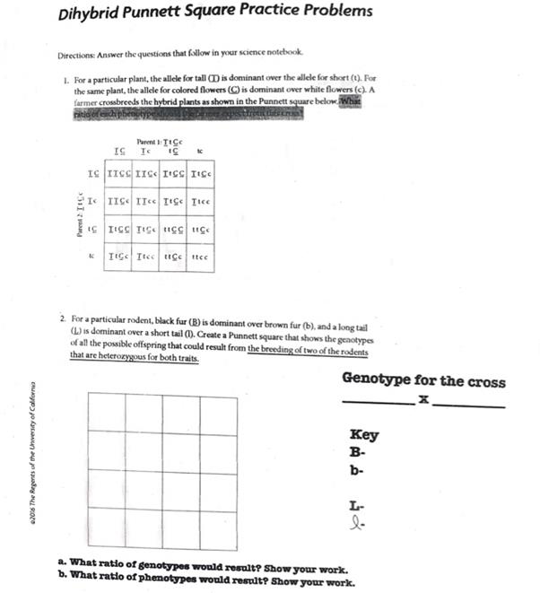 Solved Dihybrid Punnett Square Practice Problems Directions Answer