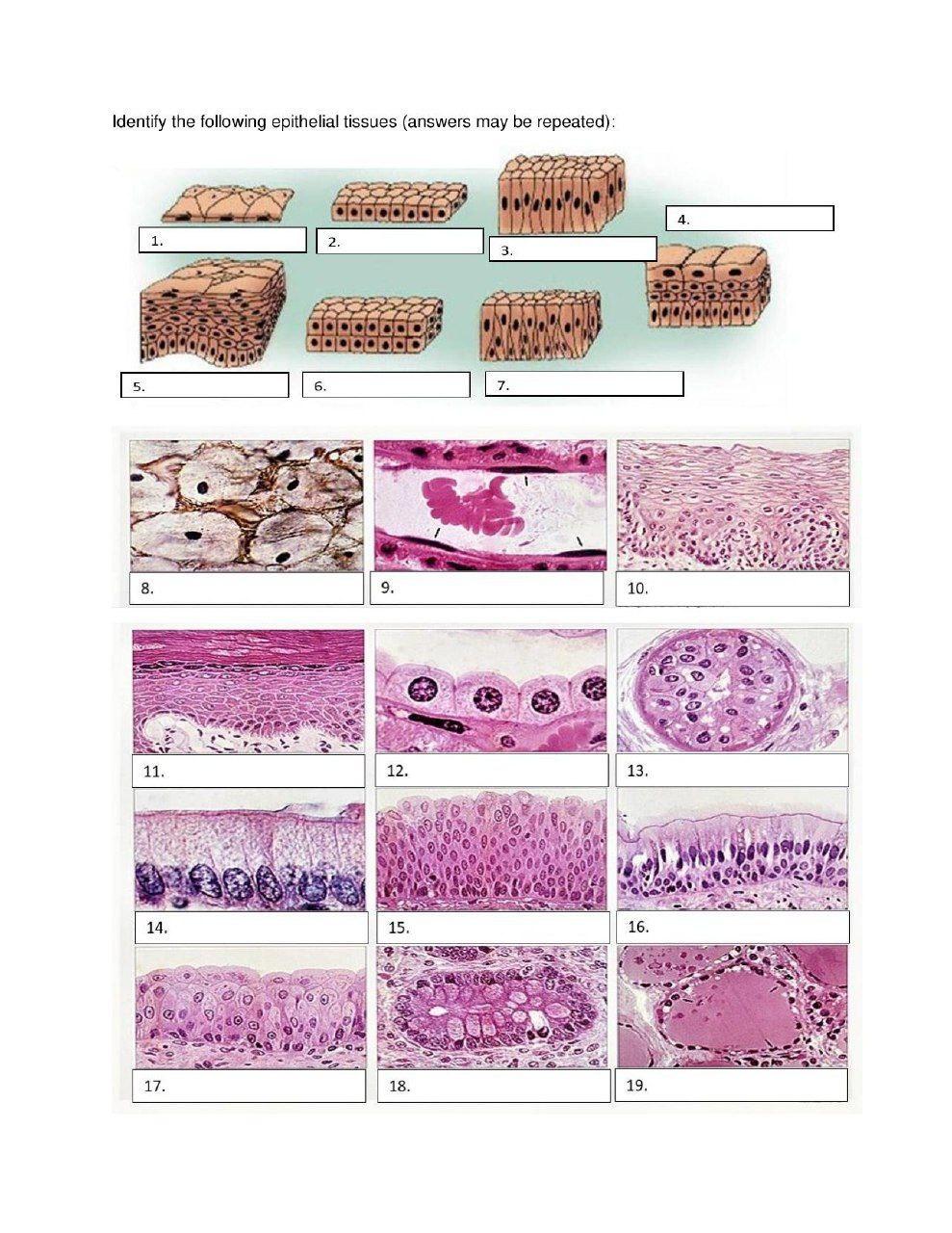 Solved Identify The Following Epithelial Tissues Answe