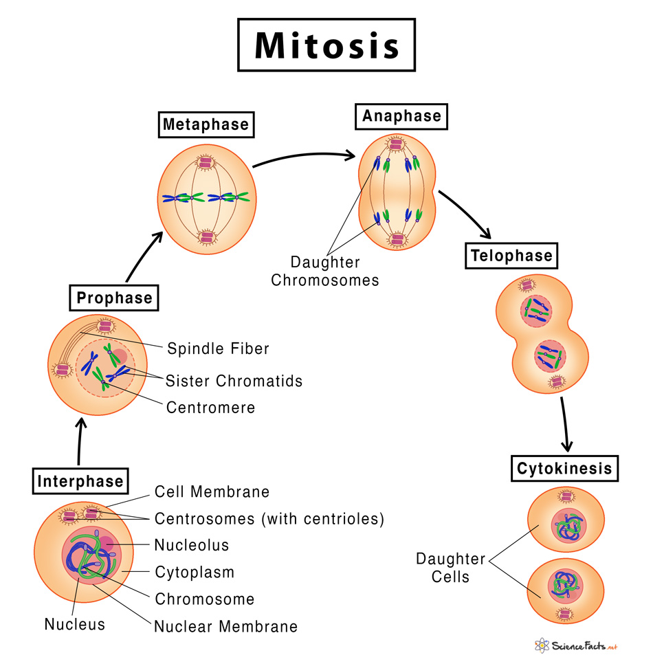 Solved List The Stages Of Mitosis In The Correct Sequence By Chegg Com