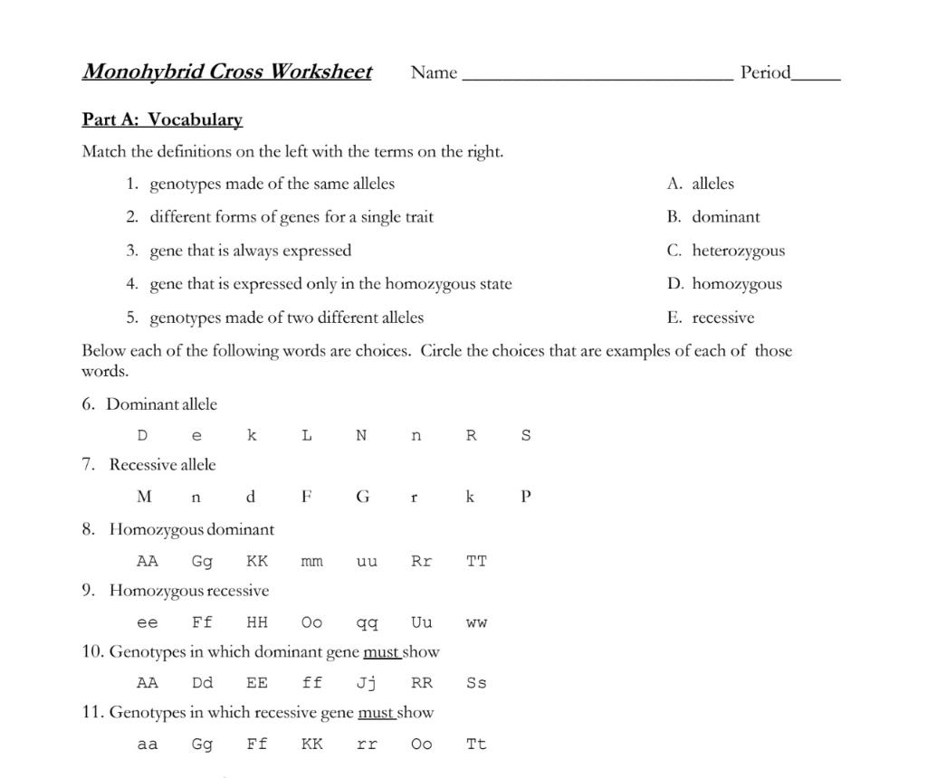 Solved Monohybrid Cross Worksheet Name Period Part A Chegg Com