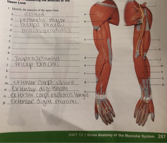 Solved Upper Limb Mastering The Muscles Of The 1 Identify Chegg Com