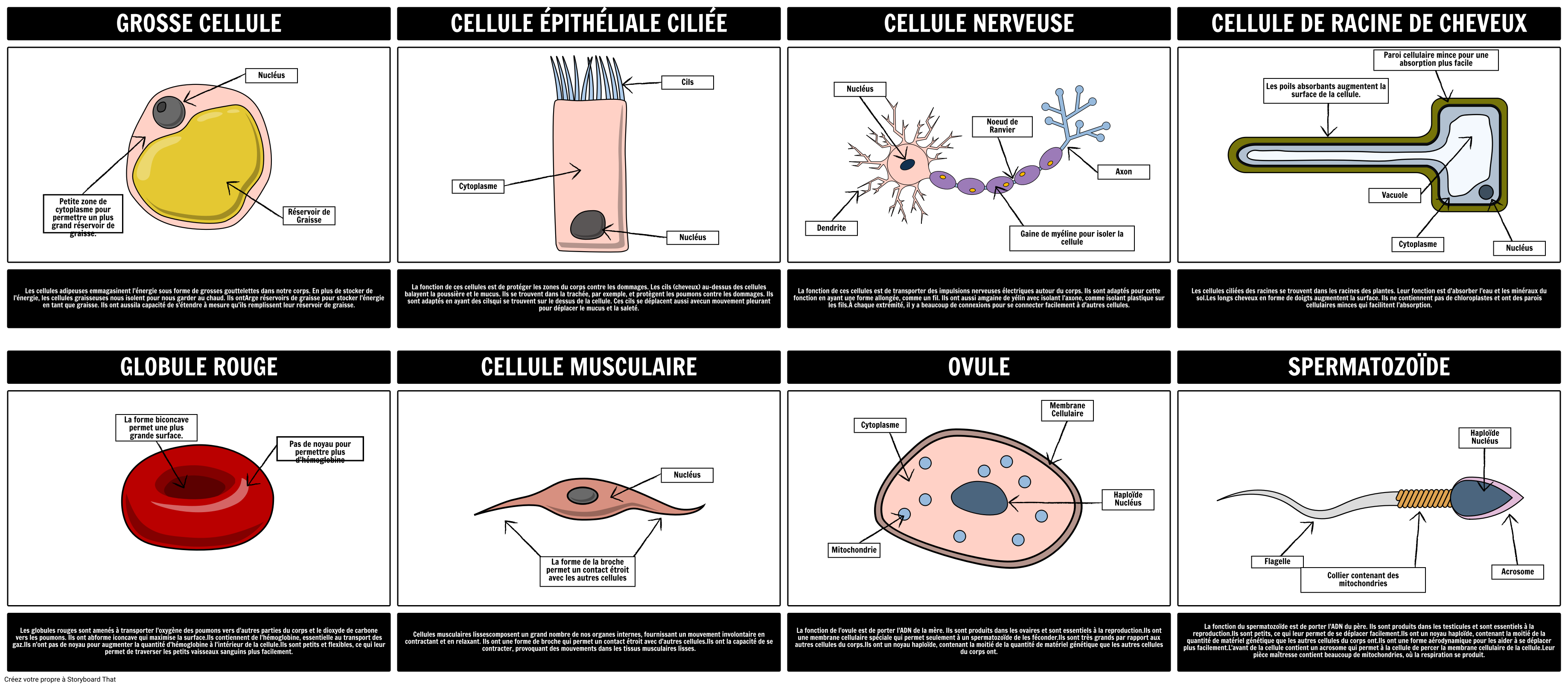 Specialized Cells Storyboards For Specialized Cells In Biology