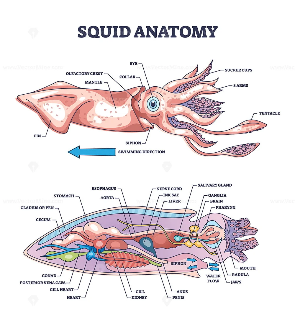 Squid Anatomy And Simulated Dissection Worksheet By Biology Buff