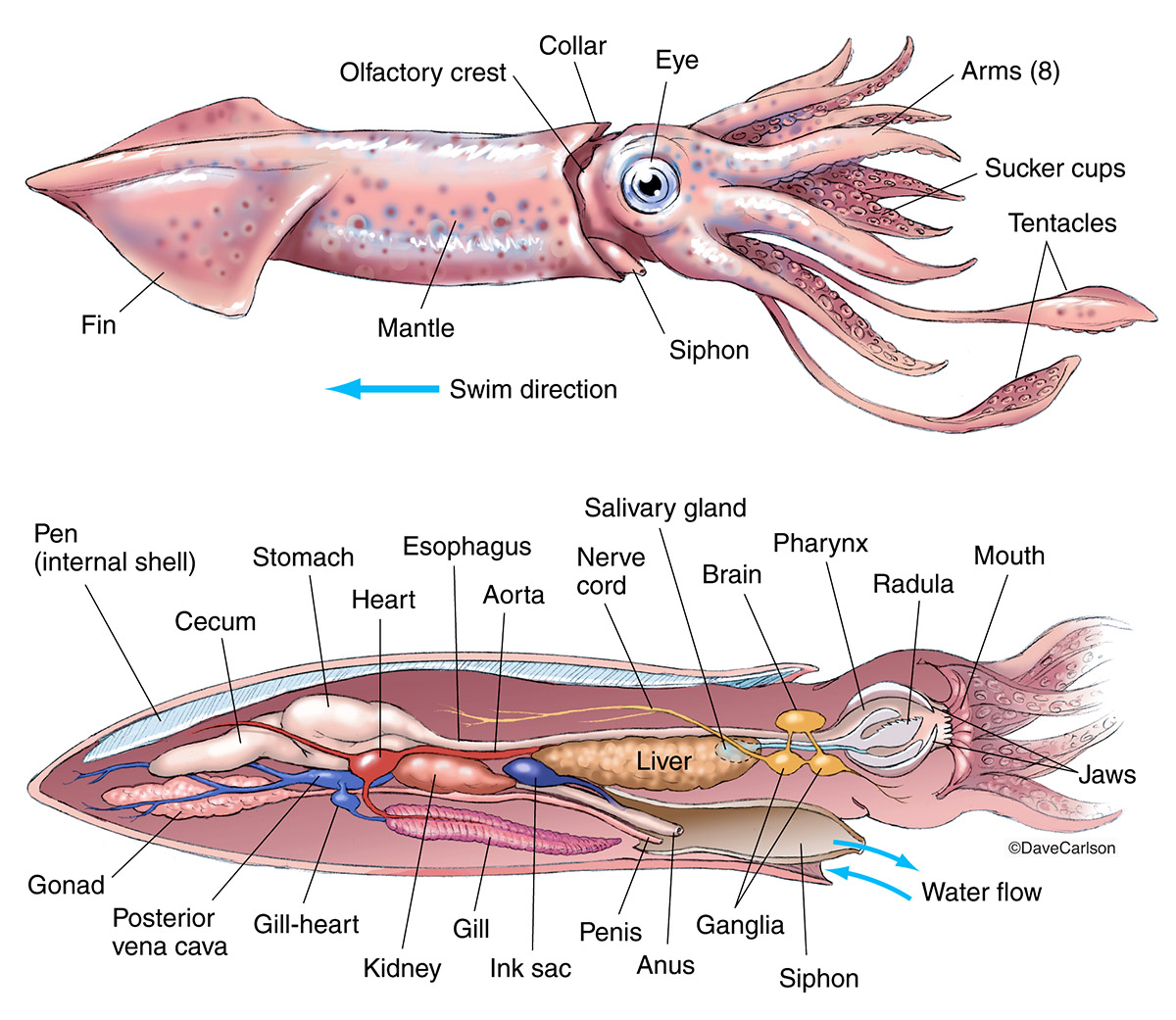 Squid Internal Anatomy Diagram