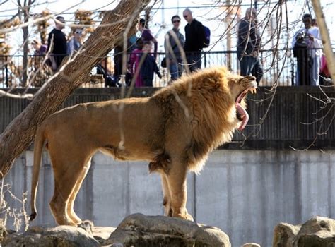 St Louis Zoo Membership Benefits Iucn Water