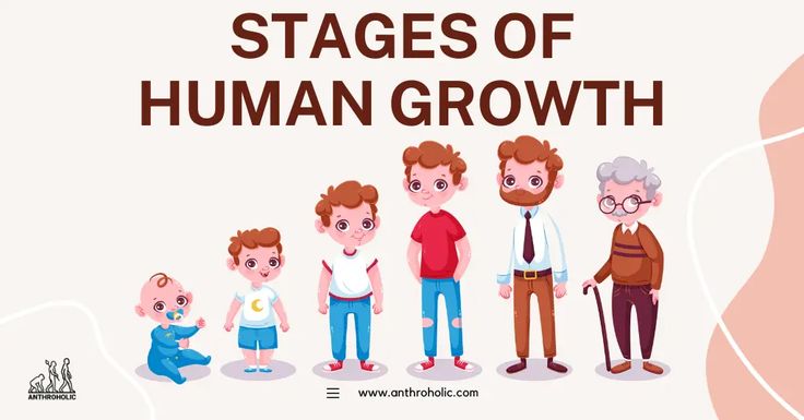 Stages Of Human Growth English Esl Worksheets Pdf Doc