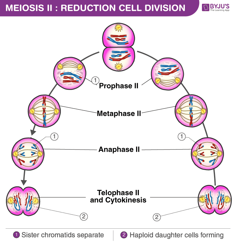 Stages Of Meiosis Cell Division Reproduction Interactive Powerpoint