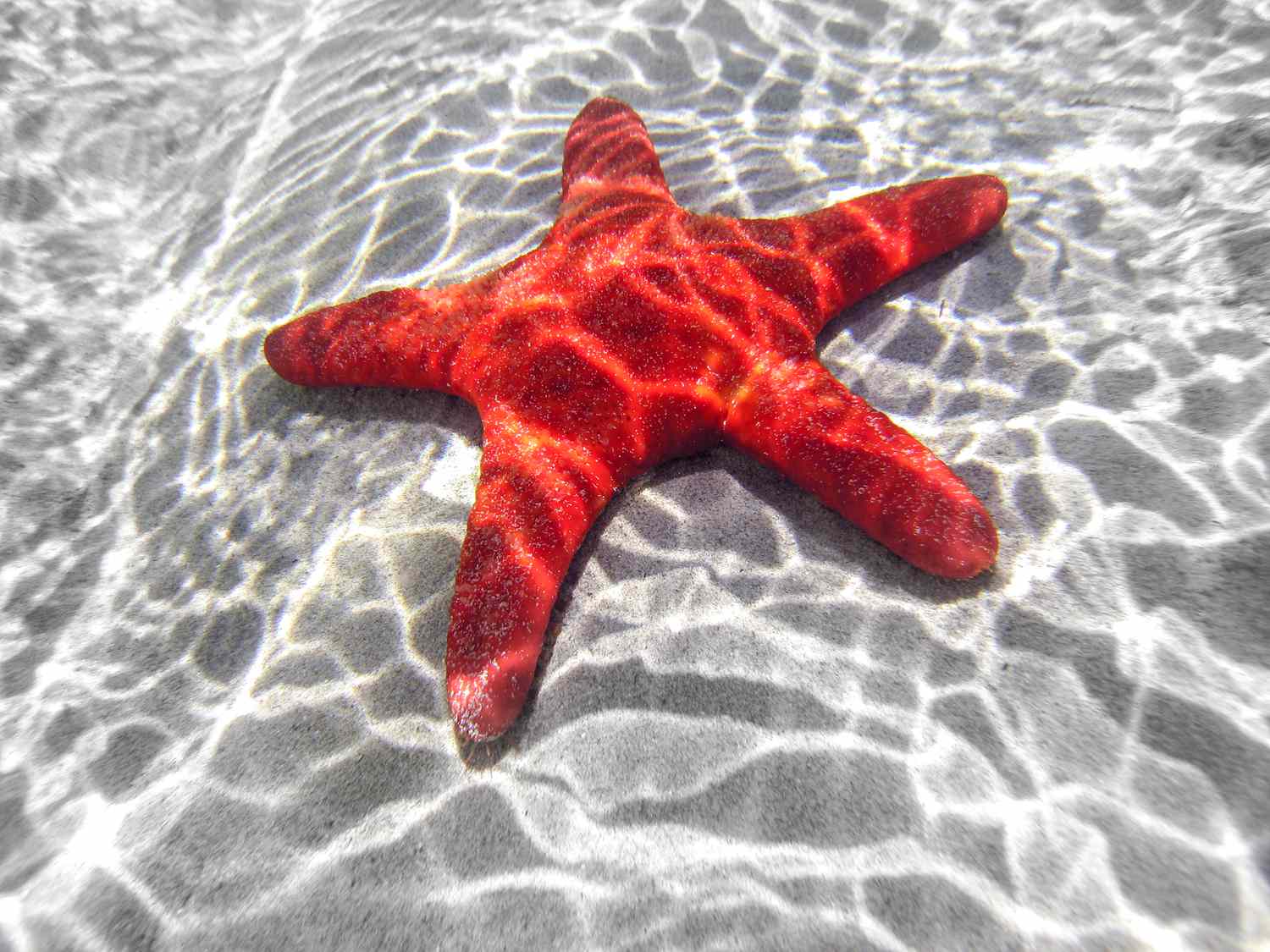 Starfish Facts For Kids Facts About Sea Star For Children Simply E Learn Kids Youtube