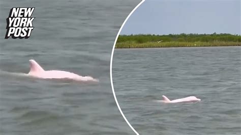 Stunning Video Shows Rare Pink Dolphin Spotted Off Louisiana Youtube