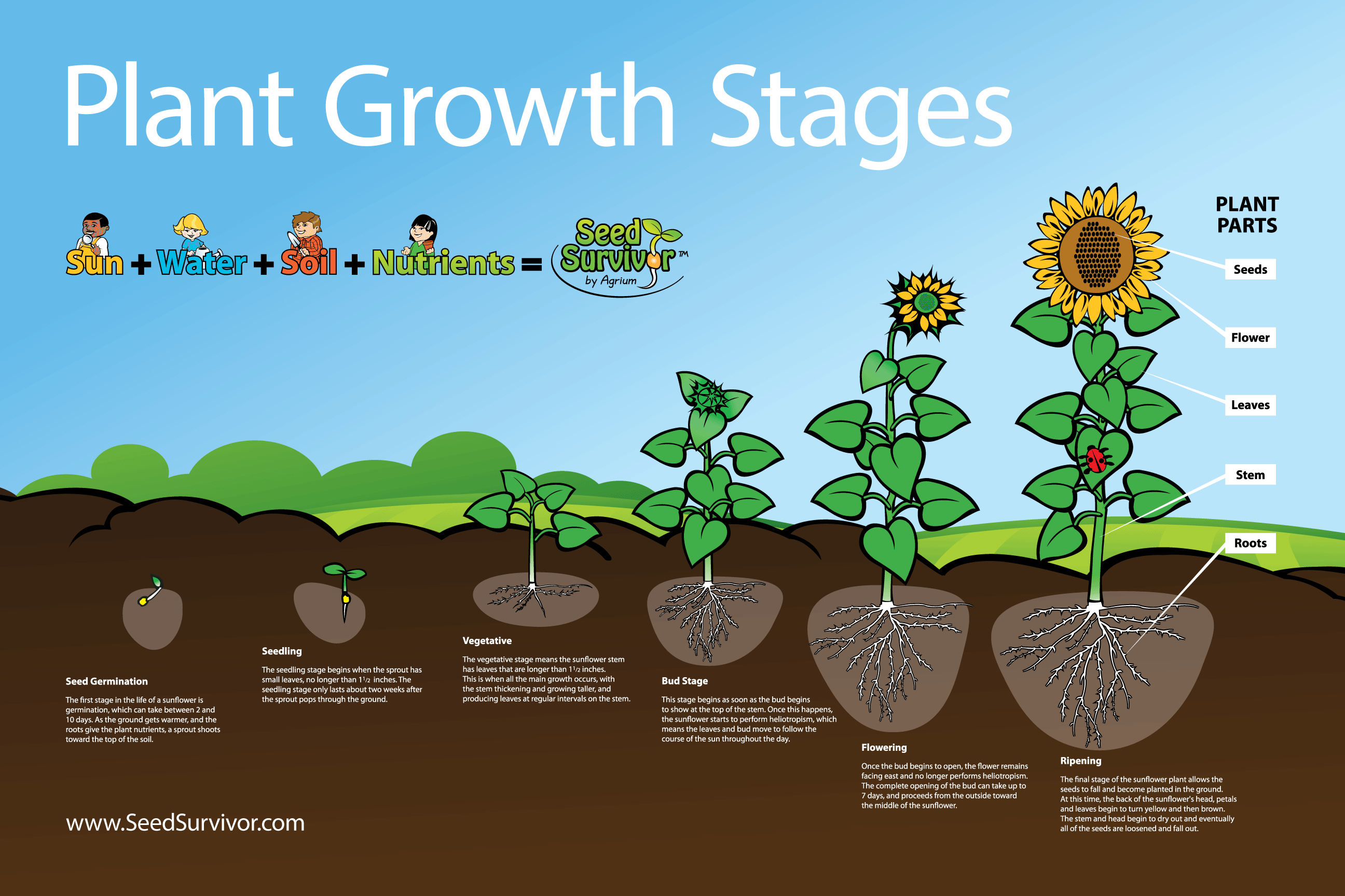 Sunflower Growing Stages