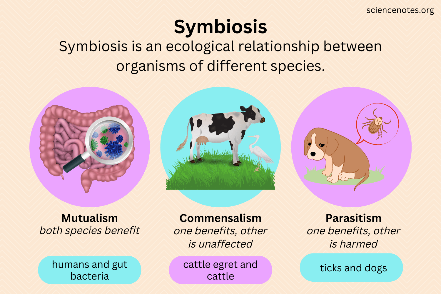 Symbiotic Interactions Worksheets