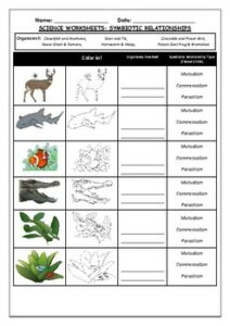 Symbiotic Relationships Lesson Google Slides And Student Worksheet