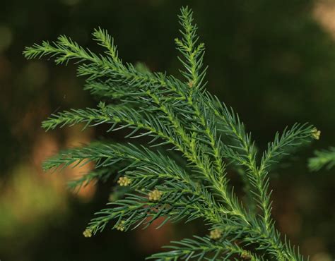 Szydlica Japo Ska Cryptomeria Japonica Picturethis