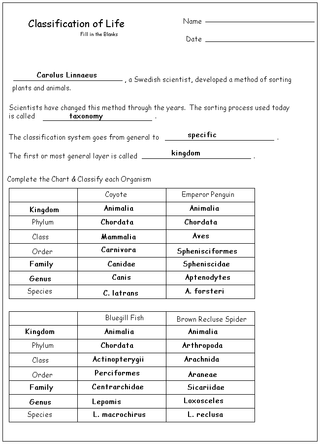 Taxonomy Worksheet: Fun Practice for Science Enthusiasts