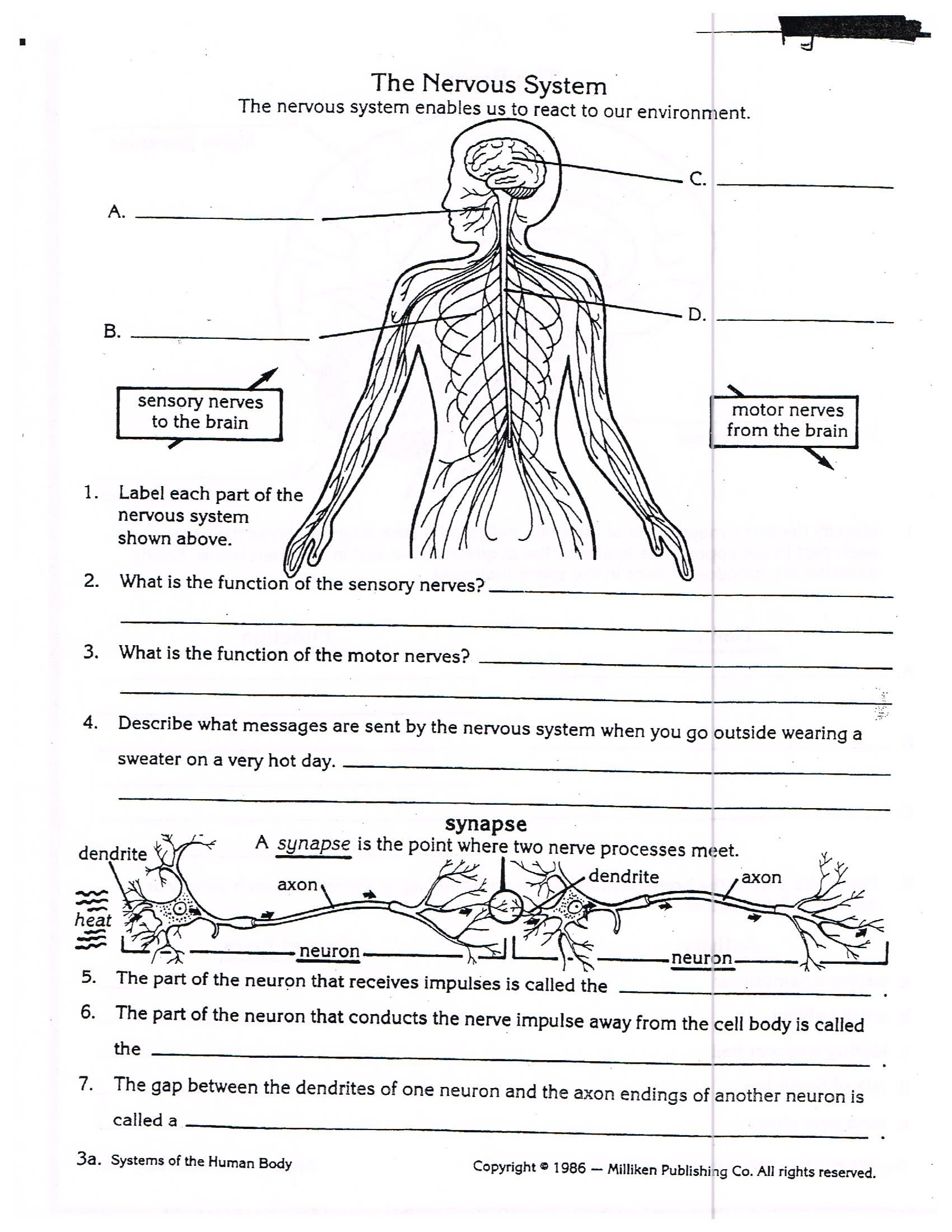 Teach Child How To Read Grade 5 Science Worksheets Human Body Pdf