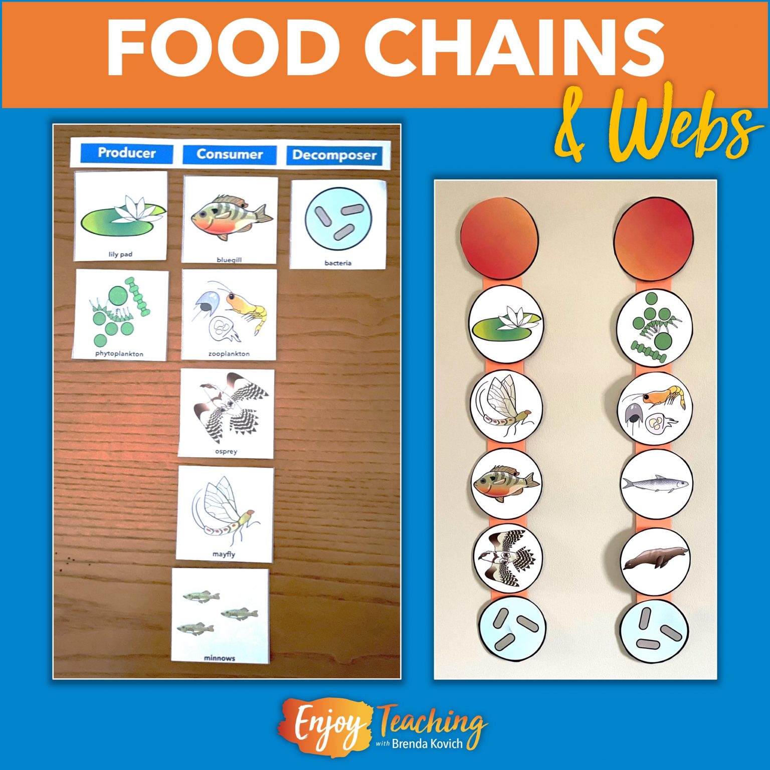 Teaching Food Chains And Webs Ecosystems For Kids