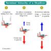 Terminal Velocity Human Distance