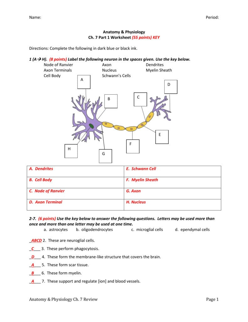 The Anatomy Of A Synapse Worksheet Answers Biology Corner Anatomy