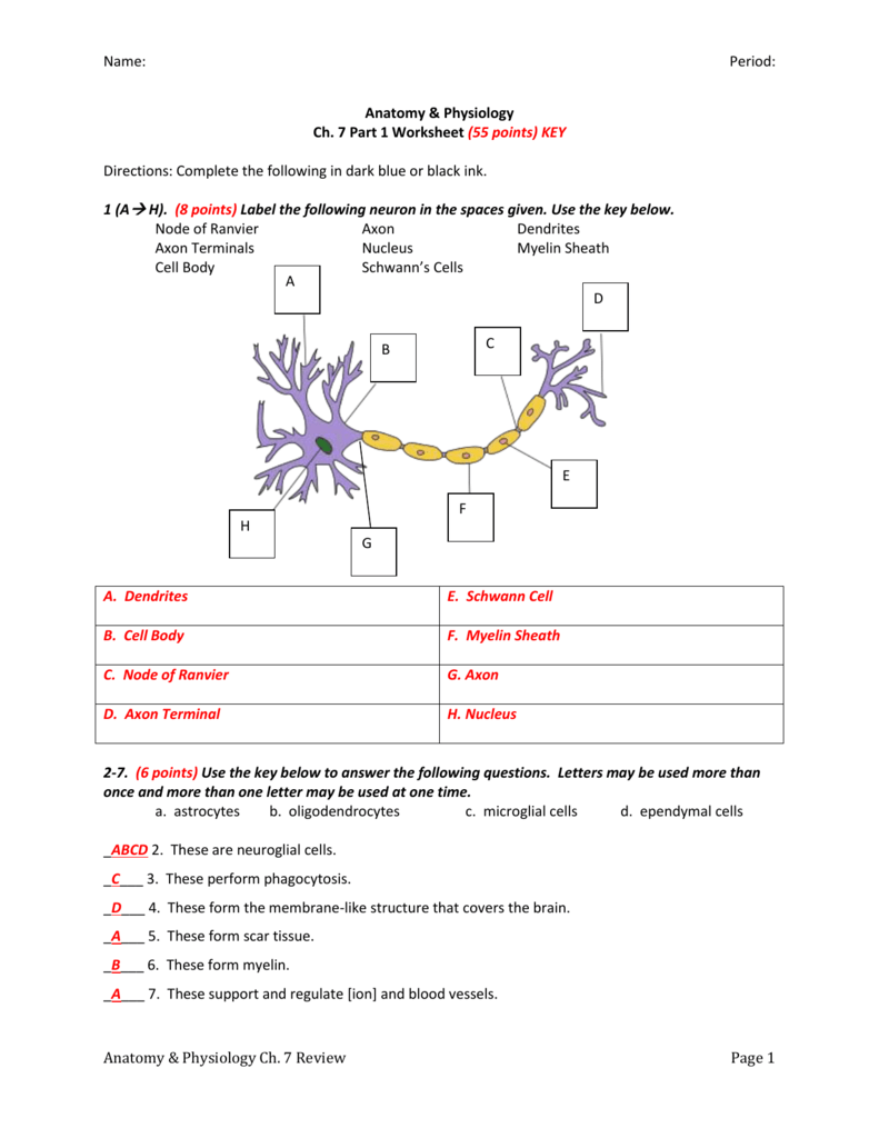 The Anatomy Of The Neuron Worksheet Answers Anatomy Worksheets