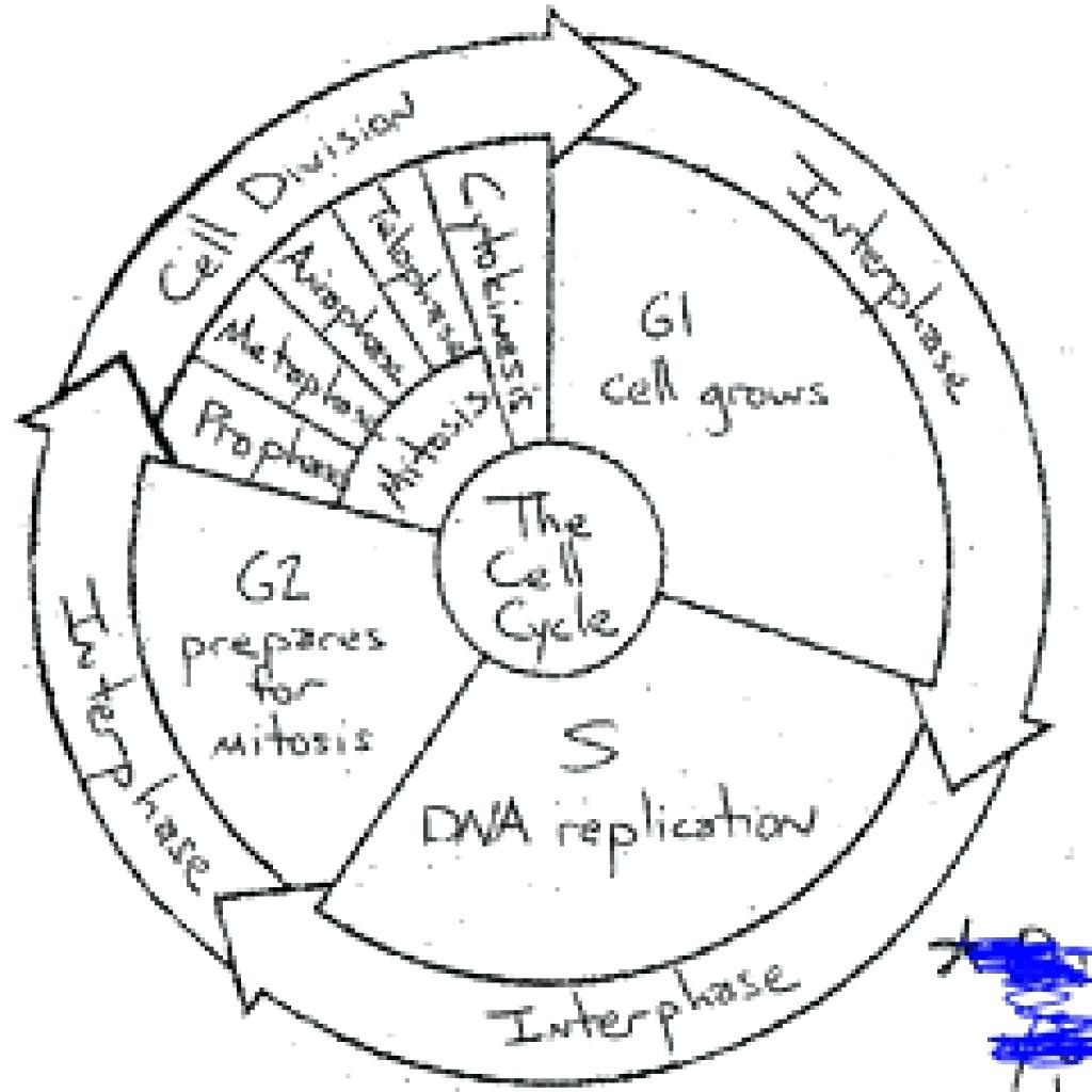 5 Colorful Insights into the Cell Cycle Worksheet Answers