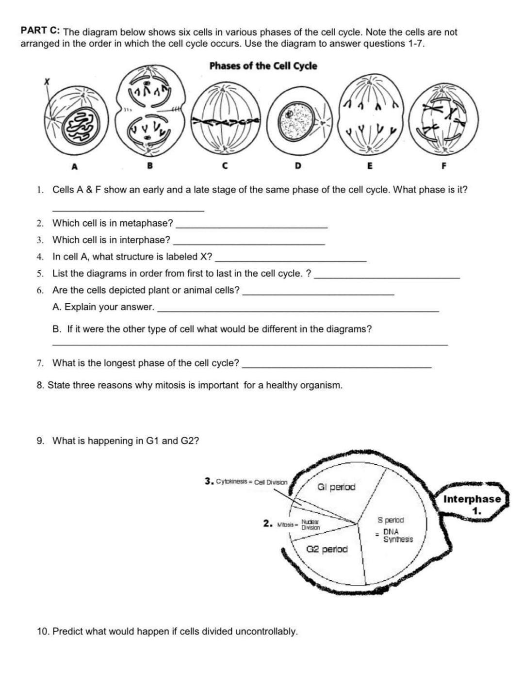 The Cell Cycle Worksheet With Answers The Cell Cycle Worksheetthe Cell Cycle Worksheet Name