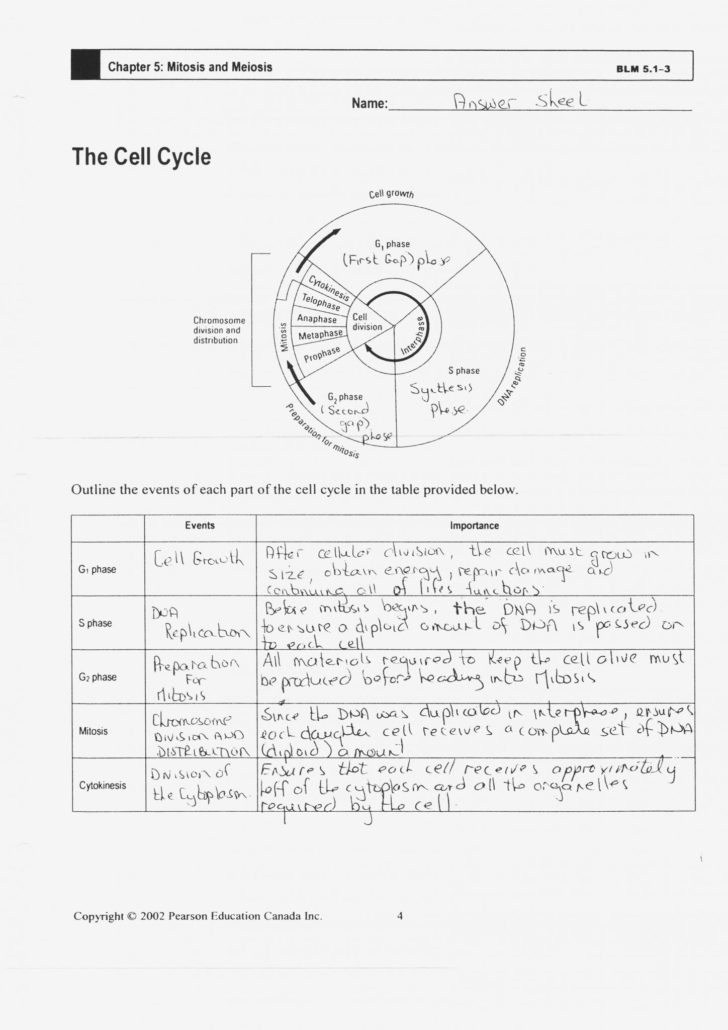 The Cell Cycle Worksheets Key