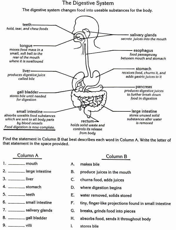 The Digestive System Worksheet Science 3Rd Grade