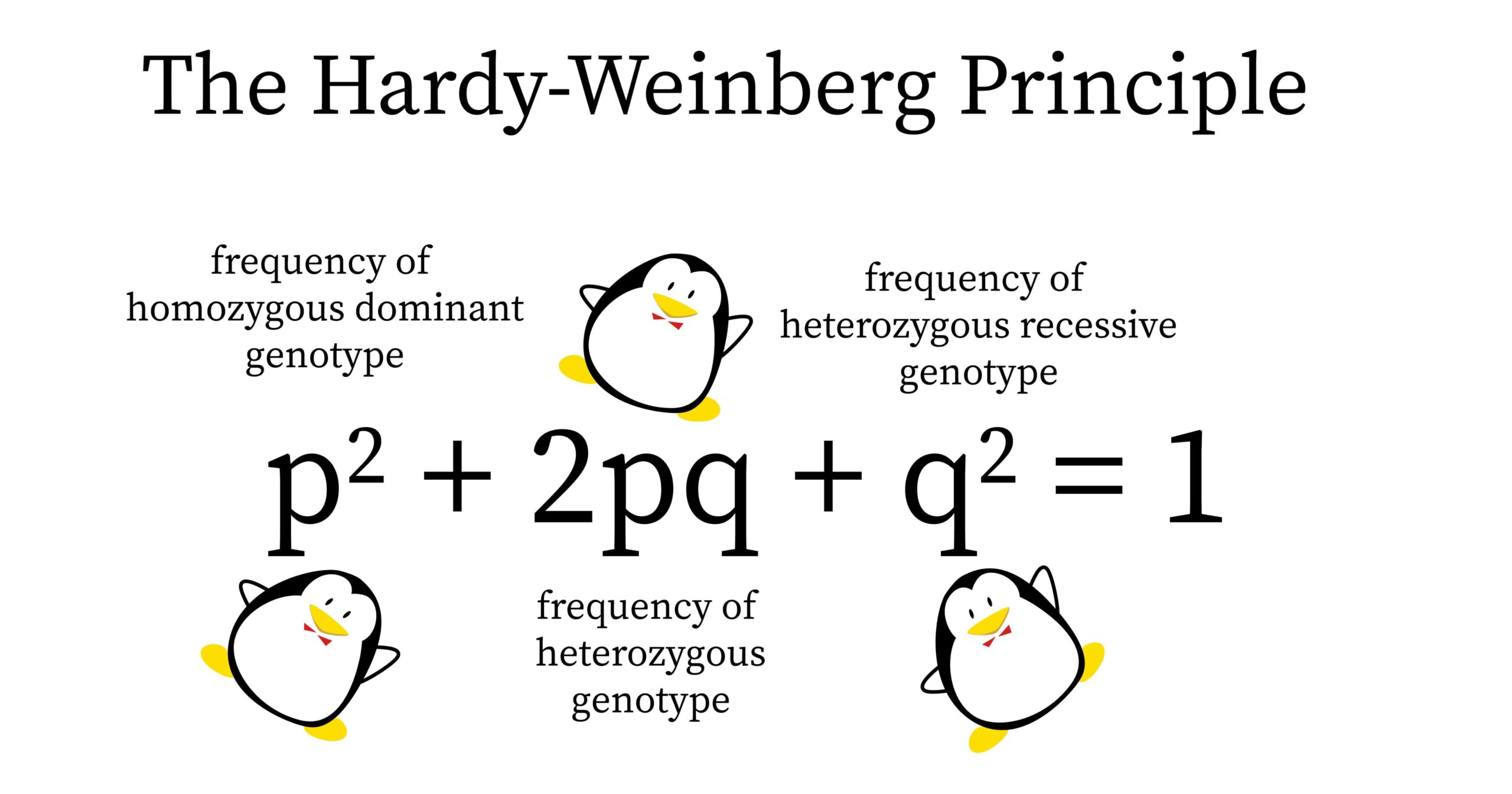 The Hardy Weinberg Equation Pogil Answers Hardy Weinberg Equilibrium