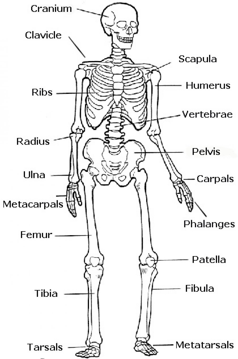 The Human Skeleton All You Need To Know