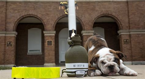 The Legacy Of Chesty How A Bulldog Became The Marine Corps Mascot