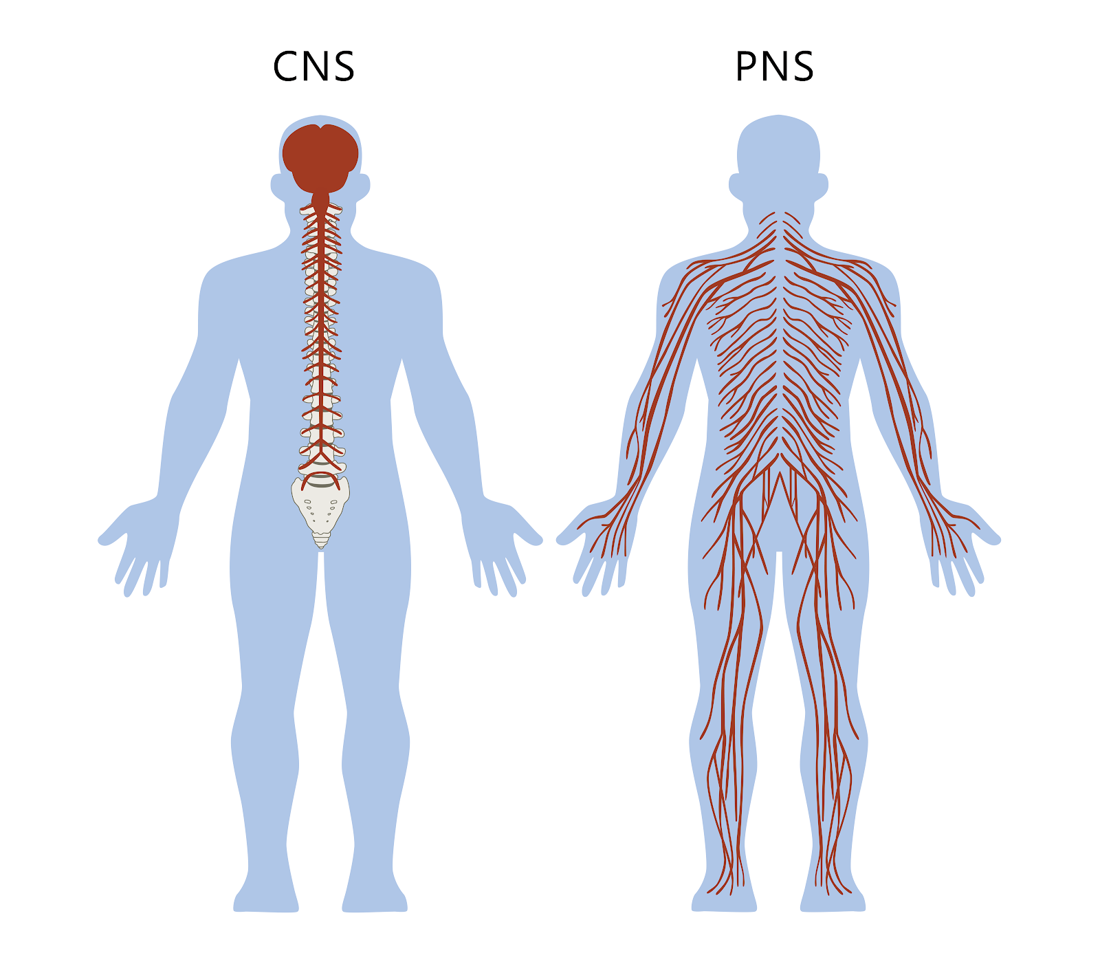 The Nervous System Diagram Of The Divisions Of The Nervous System