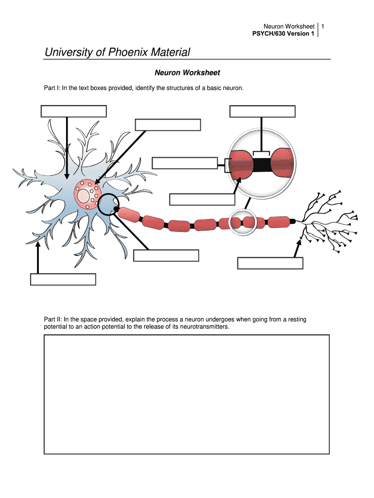 The Neuron Worksheet Docx Neurons And Neurotransmitters Parts Of A