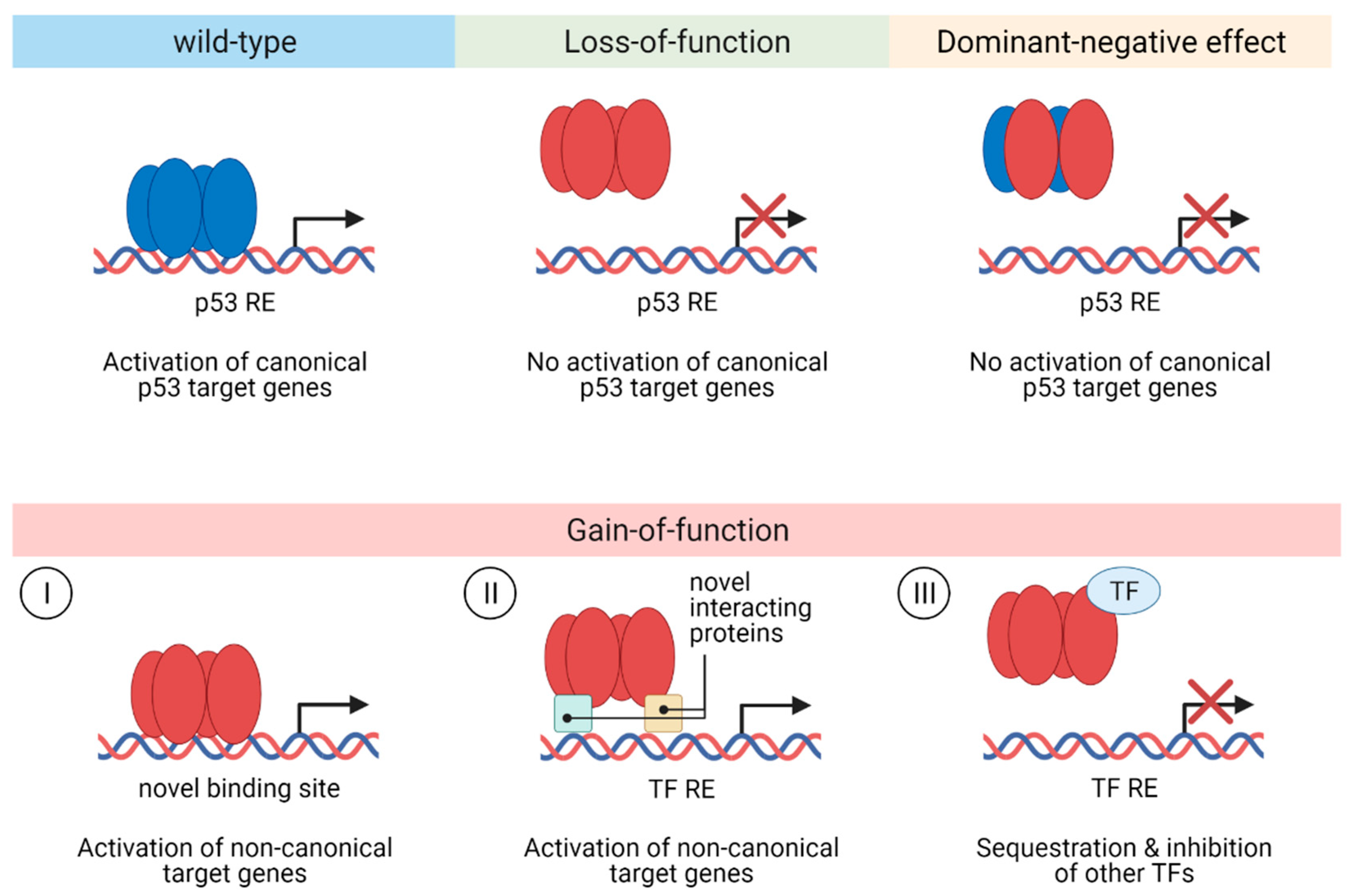 The P53 Gene And Cancer Student Worksheet Answers Db Excel Com