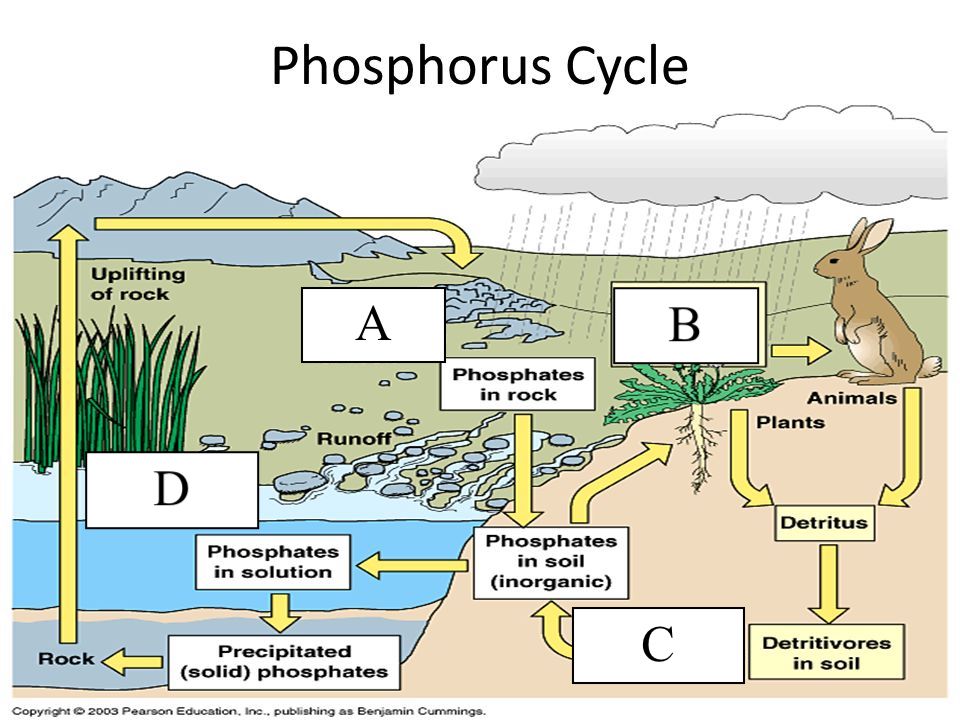 The Phosphorus Cycle Interactive Worksheet By Laura Gross Wizer Me