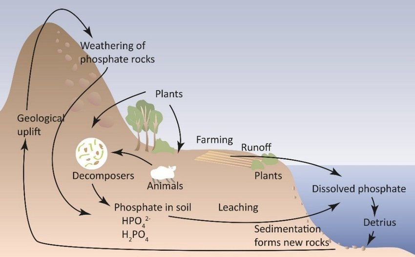 The Phosphorus Cycle Which Earth Systems Does Phosphorus Cycle Through