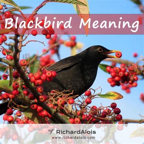 The Power Of Blackbird Symbolism What You Need To Know