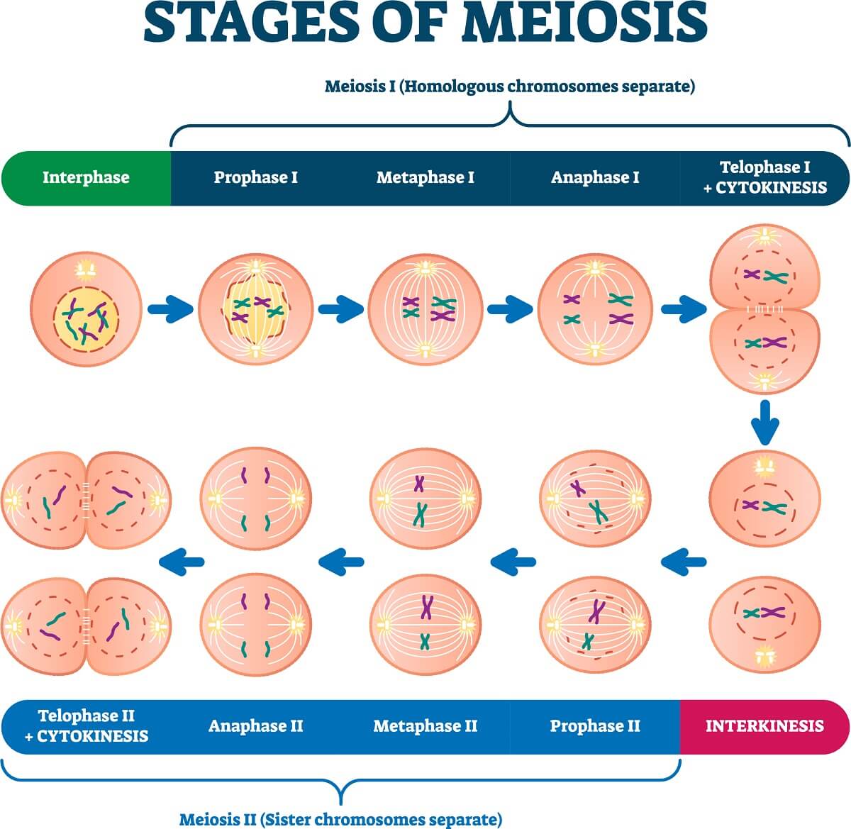 The Process Of Meiosis Openstax Biology 2E