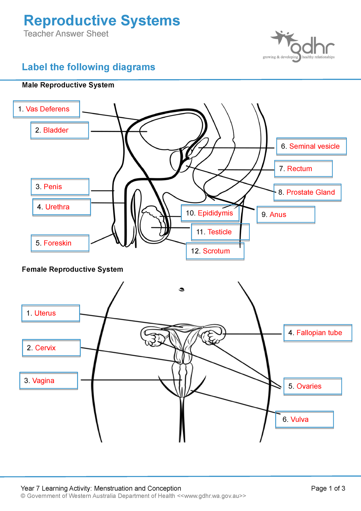 The Reproductive System Worksheets Answer Key